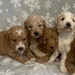 Bernedoodles and Goldendoodles from Quartz Mountain Doodles