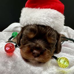 Chestnut - Chocolate male Cavapoo puppy in Cameron, South Carolina from Sassy Sailor & Company