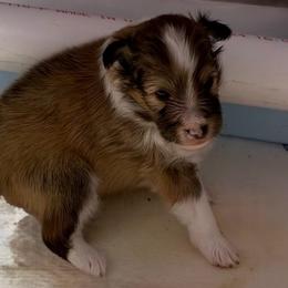 KASH - Sable & white male Toy Shetland Sheepdog puppy in Livonia, Michigan from M7’s Shelties, Toonies & AussieDoodles