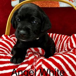 Lainey - Black Labrador Retriever puppy in Sandpoint, Idaho from Allen Sunnyside AKC Labs