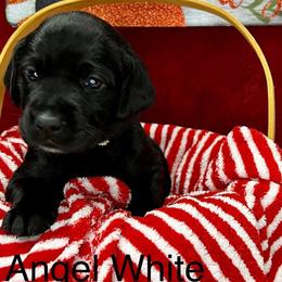 Lainey - Black Labrador Retriever puppy in Sandpoint, Idaho from Allen Sunnyside AKC Labs