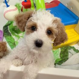Bean - Parti male Goldendoodle puppy in Decatur, Texas from Scherrer Sweet Goldendoodles