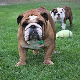 Bean - English Bulldog