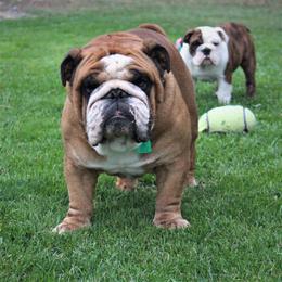 Bean - English Bulldog
