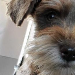 Companion Crosses, Miniature Schnauzers, and Yorkshire Terriers from MomaWolf Puppies