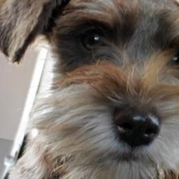 Companion Crosses, Miniature Schnauzers, and Yorkshire Terriers from MomaWolf Puppies