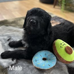 Bernedoodle Puppies from East Coast Bernedoodles