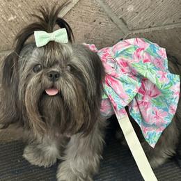 Misti - Shih Tzu