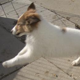 Collie Puppies from Desert Kennels