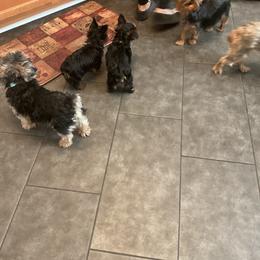 Yorkshire Terrier Puppies from Yorkies of Julington Creek