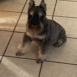 Dave - Miniature Schnauzer