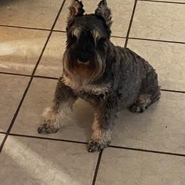 Dave - Miniature Schnauzer
