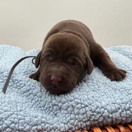 Gray - Chocolate male Labrador Retriever puppy in Heath Springs, South Carolina from Rich Hill Retrievers