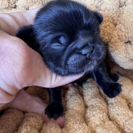 Magic - Black male Shih Tzu puppy in Bentonville, Arkansas from T & D Dachshunds by design
