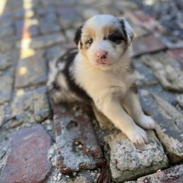 Australian Shepherd Puppies from 2 Happy Aussies