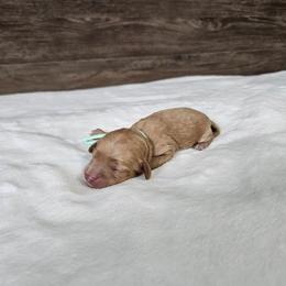 Mint - Apricot female Cavapoo puppy in South Jordan, Utah from Lucky Doodle Pups