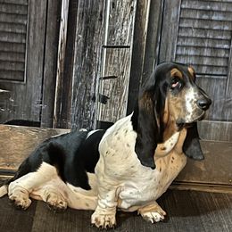 Pearl - Basset Hound