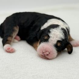 Boy 2 - Tri-color male Bernedoodle puppy in Bellville, Ohio from Bernedoodle Buddies