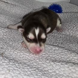 Independence - Red and white male Siberian Husky puppy in Kansas City, Missouri from Anuun's Huskies