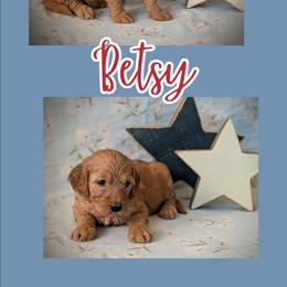Betsy - Apricot female Goldendoodle puppy in Coarsegold, California from Hobbit Hollow Acres