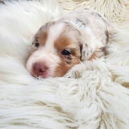Vixen - Red merle female Australian Shepherd puppy in Trail, Oregon from Stapp's Australian Shepherds