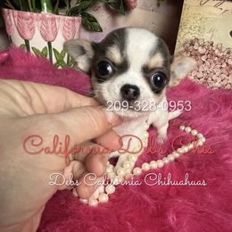 Tiny BlueBerry 5000 - Blue and white female Chihuahua puppy in Manteca, California from Deb's Chihuahuas California