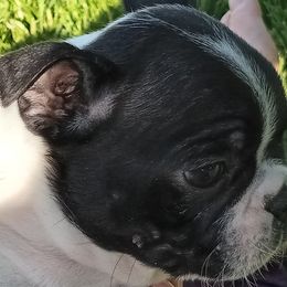 Billywig - Boston Terrier puppy in Rexburg, Idaho from Wolf Ridge Boston Terriers