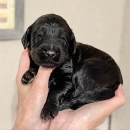 Snickerdoodle- Yellow Collar - Black male Goldendoodle puppy in Bay City, Texas from Charming Doods Goldendoodles