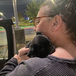 Buddy, Black and tan boy - Black male Pug puppy in Onalaska, Washington from Cupid’s Pugs