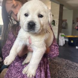 Girl 2- reserved for Jena L - Yellow female Labrador Retriever puppy in Isanti, Minnesota from Four Corners Family Labs