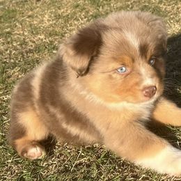 Miniature Australian Shepherds from A&L Farms