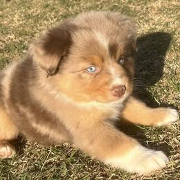 Miniature Australian Shepherds from A&L Farms