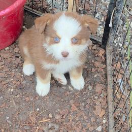 Cami - Red tri female Miniature Australian Shepherd puppy in Leonard, Texas from Tin Roof Aussies