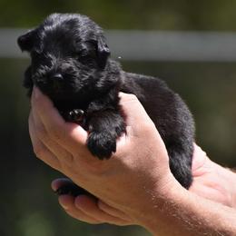Red collar male - Black male German Shepherd puppy in Marianna, Florida from Haus M Godwin