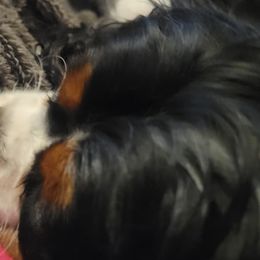 Cavalier King Charles Spaniels from Katie's Cavs