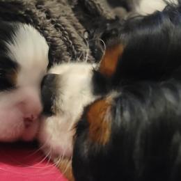 Cavalier King Charles Spaniels from Katie's Cavs