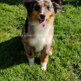 Miniature Australian Shepherd and Toy Australian Shepherd All Grown Up from Tagalong Lane Australian shepherds
