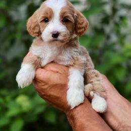 Franklin - Orange collar boy - Red  male Goldendoodle puppy in Ruthorfordton, North Carolina from Duncan Doodles Goldendoodles