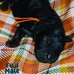 Fuji - Black male Goldendoodle puppy in Beecher, Illinois from Erica’s Doodles