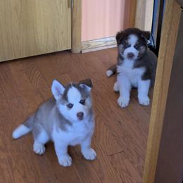 Siberian Husky Puppies from Myths and Legends Siberian Huskies