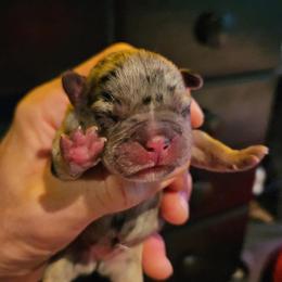 Boy 3 - Black and white male French Bulldog puppy in High Ridge, Missouri from St Louis Frenchies