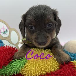 Coco - Blue and tan female Dachshund puppy in Waseca, Minnesota from Dragonfly Doxies