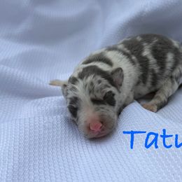 Tatum - Slate merle male Border Collie puppy in Cedartown, Georgia from Ferguson Border Collies