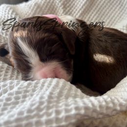 English Springer Spaniel Puppies from Sparks Springer Spaniels