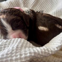 English Springer Spaniel Puppies from Sparks Springer Spaniels