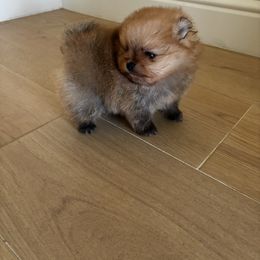 Teddy - Orange sable male Pomeranian puppy in Fresno, California from M&M Pom