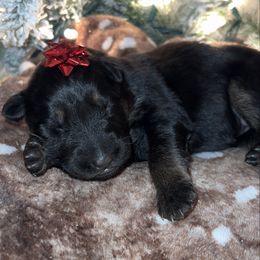 Gray color - Bi-color female German Shepherd puppy in Marion, Ohio from Legacy K9’s