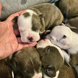 Flint - Blue brindle male American Staffordshire Terrier puppy in Monroe, Georgia from Irresistibull Staffords
