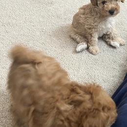 Poodle Puppies from ItalianToyPoodles