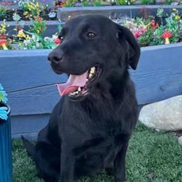 Irish - Labrador Retriever